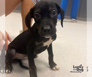 Dachsador Dogs for adoption in Washington, DC, USA