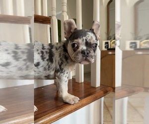 French Bulldog Puppy for sale in METUCHEN, NJ, USA