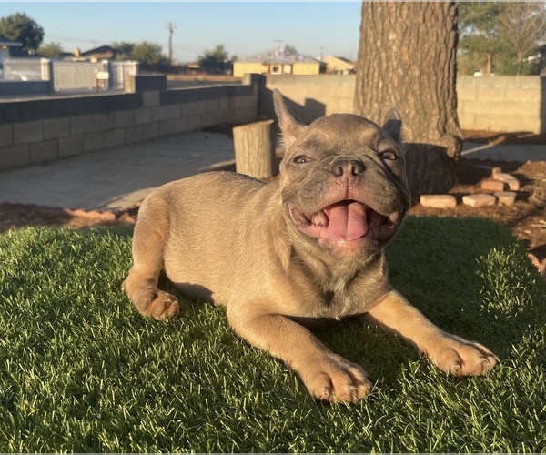 Medium Photo #39 French Bulldog Puppy For Sale in TUCSON, AZ, USA
