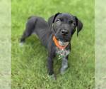 Small #1 German Shorthaired Pointer Mix