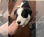 Puppy Orange collar Border Collie