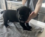 Small #13 Cane Corso
