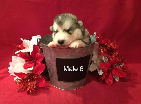 Medium Photo #1 Alaskan Malamute Puppy For Sale in HUGGINS, MO, USA