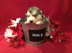 Small Photo #1 Alaskan Malamute Puppy For Sale in HUGGINS, MO, USA