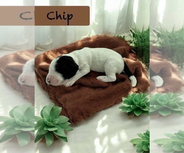 Medium Photo #5 Bernedoodle-Poodle (Standard) Mix Puppy For Sale in MENIFEE, CA, USA