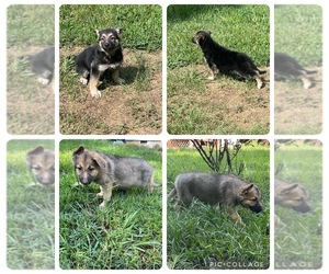 German Shepherd Dog Puppy for sale in TOCCOA, GA, USA