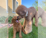 Small Photo #8 Goldendoodle Puppy For Sale in RANCHO CUCAMONGA, CA, USA