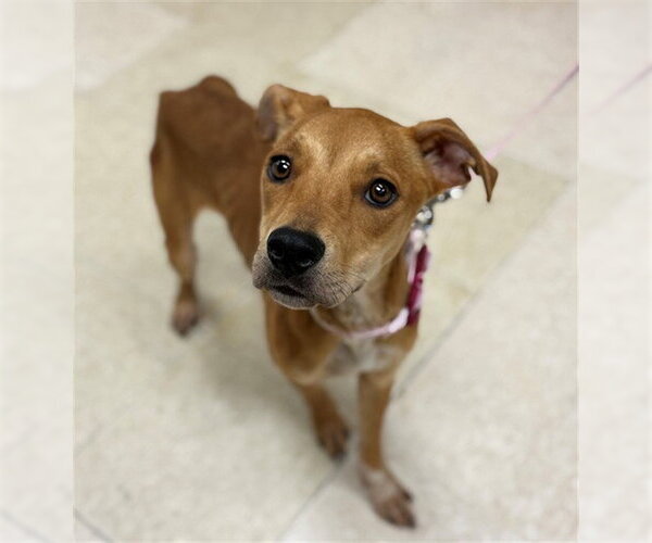 Medium Photo #2 Carolina Dog-Whippet Mix Puppy For Sale in Conroe, TX, USA