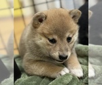 Small Photo #4 Shiba Inu Puppy For Sale in MISSOULA, MT, USA