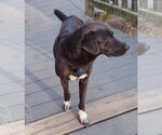 Small Photo #1 Labrador Retriever-Unknown Mix Puppy For Sale in Camden, SC, USA