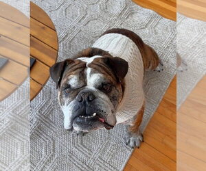 Bulldog Dogs for adoption in St. Louis Park, MN, USA