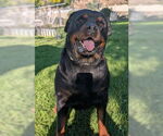 Small #3 Rottweiler Mix