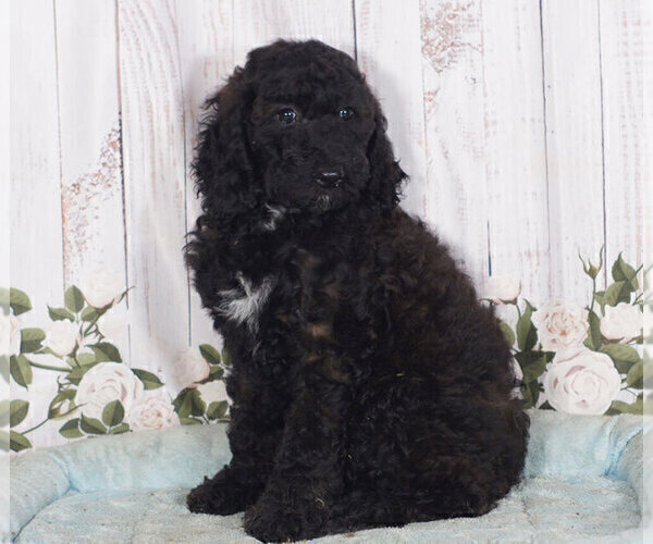 Medium Photo #1 Goldendoodle Puppy For Sale in PENNS CREEK, PA, USA