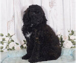 Small Photo #1 Goldendoodle Puppy For Sale in PENNS CREEK, PA, USA