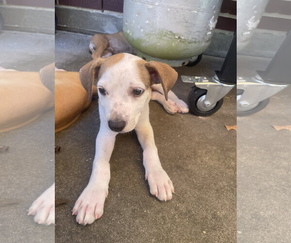 Medium Photo #1 Labrador Retriever-Unknown Mix Puppy For Sale in The Woodlands, TX, USA