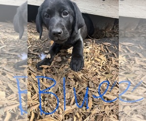 Medium Labrador Retriever