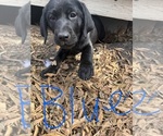 Puppy Blue Labrador Retriever