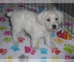Small #7 Schnoodle (Miniature)