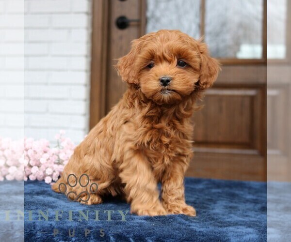 Medium Photo #2 Cavapoo (Miniature) Puppy For Sale in NARVON, PA, USA