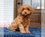Small #1 Cavapoo (Miniature)
