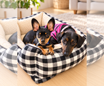 Small Photo #4 Dachshund Puppy For Sale in Los Angeles, CA, USA