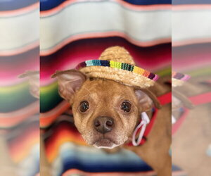 Russ - Male Chihuahua-Unknown Mix Dog for Adoption - Photo #7