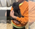 Puppy Zeus Bullmastiff
