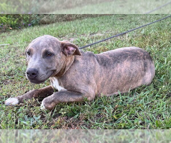 Medium Photo #2 Bulldog-Unknown Mix Puppy For Sale in Tarrytown, GA, USA