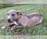 Small #1 Bulldog Mix
