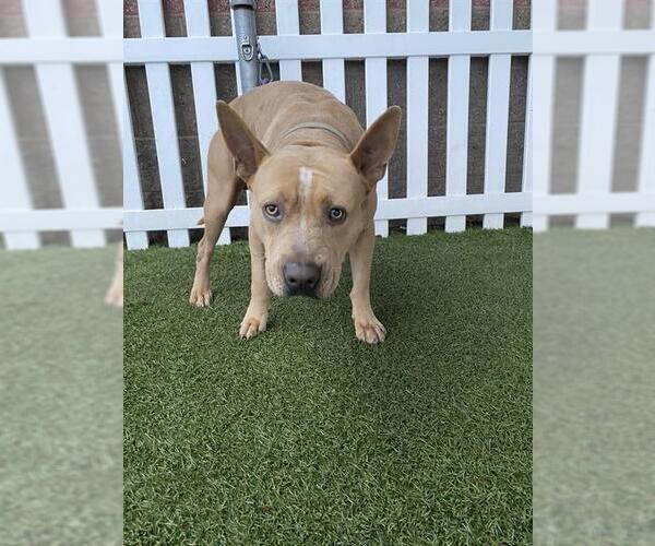 Medium Photo #1 American Pit Bull Terrier Puppy For Sale in Modesto, CA, USA