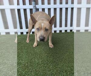 American Pit Bull Terrier Dogs for adoption in Modesto, CA, USA