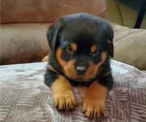 Rottweiler Puppy for sale in ZILLAH, WA, USA