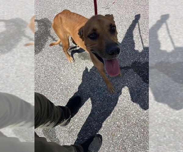 Medium Photo #1 Mutt Puppy For Sale in Palmetto, FL, USA