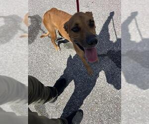 Mutt Dogs for adoption in Palmetto, FL, USA
