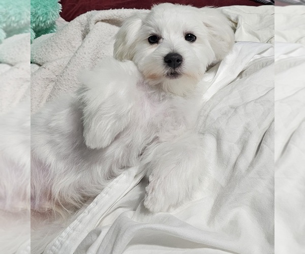 Medium Photo #10 Maltese Puppy For Sale in LOCKHART, TX, USA