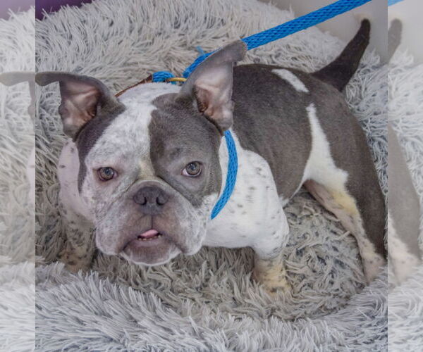Medium Photo #3 Free-Lance Bulldog Puppy For Sale in Huntley, IL, USA