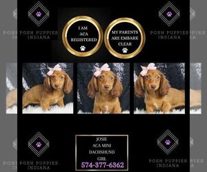 Dachshund Puppy for sale in WARSAW, IN, USA