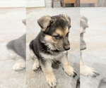 Small #1 German Shepherd Dog