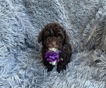 Image preview for Ad Listing. Nickname: Lizzie