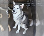 Small Siberian Husky