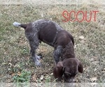 Small Photo #6 German Shorthaired Pointer Puppy For Sale in PLAINVIEW, TX, USA
