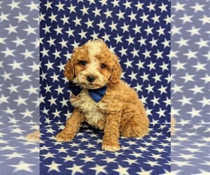 Cock-A-Poo Puppy for sale in KIRKWOOD, PA, USA