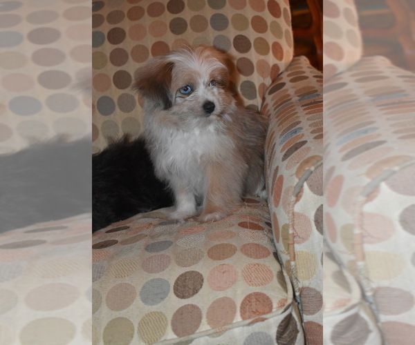 Medium Photo #27 Pom-Shi Puppy For Sale in DINWIDDIE, VA, USA