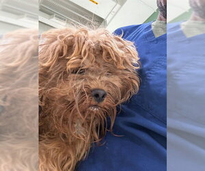 Shih-Poo Dogs for adoption in Forestville, MD, USA