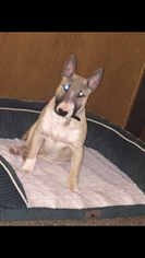 Bull Terrier Puppy for sale in LORAIN, OH, USA