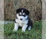 Small #3 Alaskan Malamute