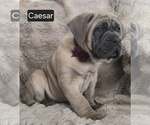 Image preview for Ad Listing. Nickname: Caesar