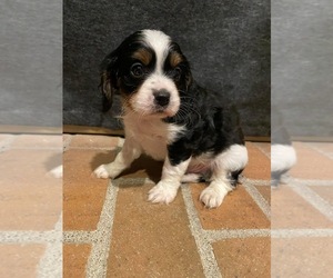 Cavapoo Puppy for sale in HEATH, OH, USA