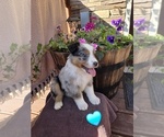 Puppy Cheesy Australian Shepherd