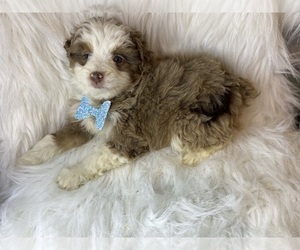 Australian Shepherd-Poodle (Toy) Mix Puppy for sale in BEECH GROVE, IN, USA